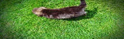 Havapoo dogs for sale: Frisco - Ad 8