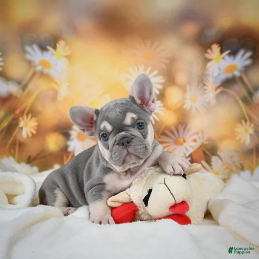 Gallery Image {{count}}