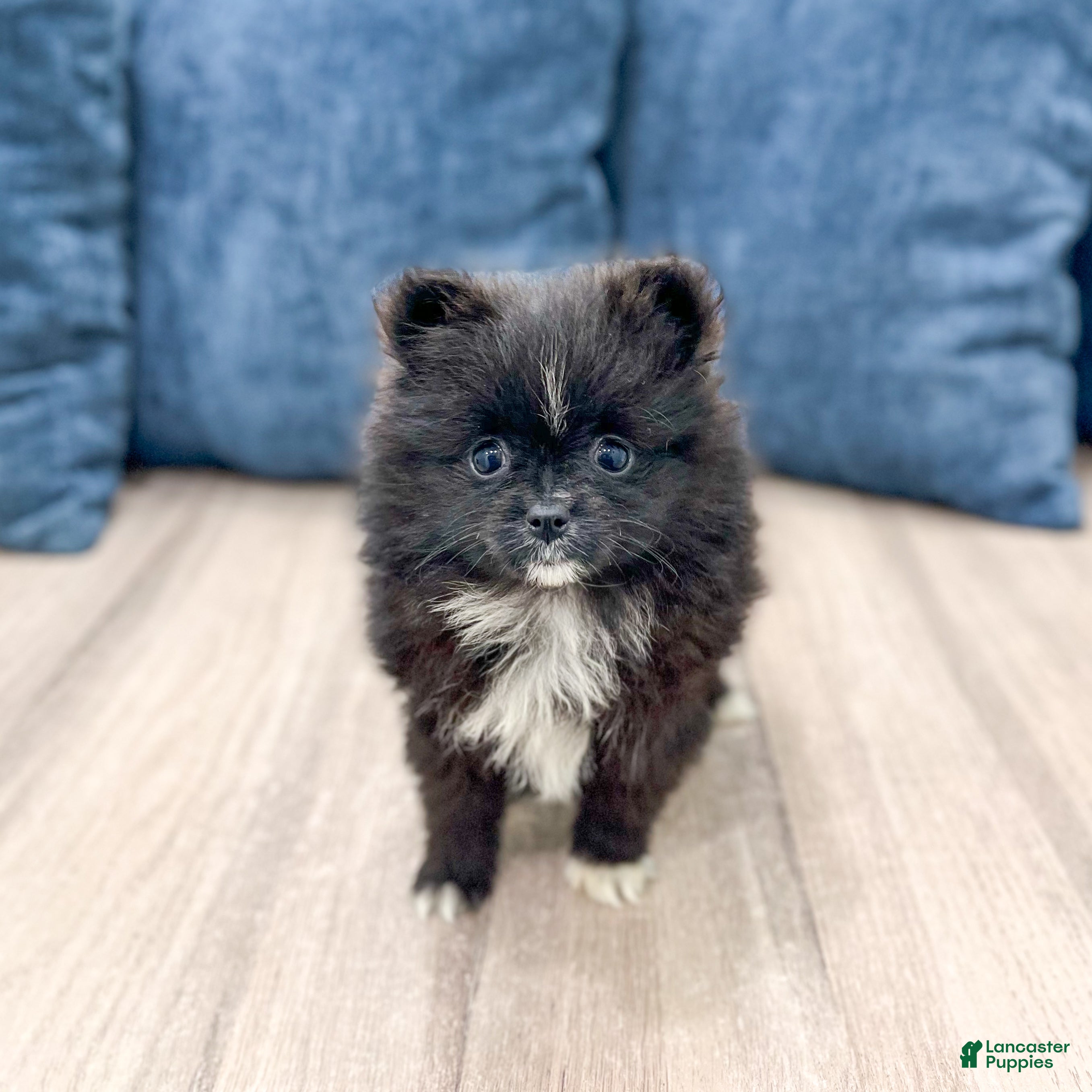 Pomeranian dogs for sale: Shadow - Ad 2