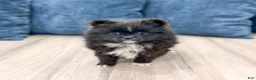Pomeranian dogs for sale: Shadow - Ad 1