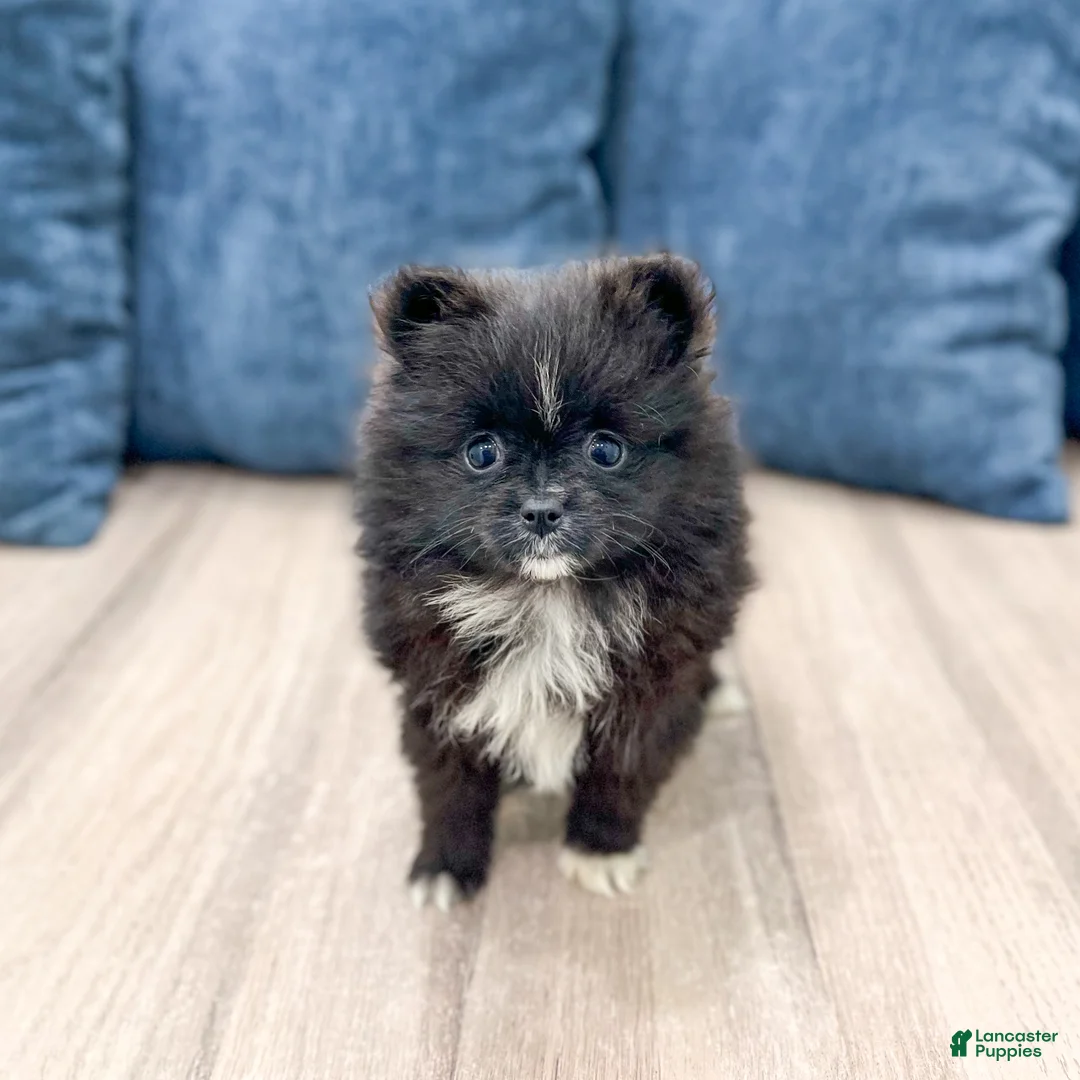 Pomeranian dogs for sale: Shadow - Ad 1