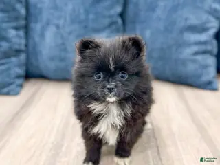 Pomeranian dogs for sale: Shadow - Ad 2