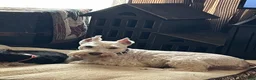 Miniature Schnauzer dogs for sale: Jojo - Ad 16