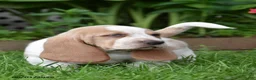 Basset Hound dogs for sale: Gunner - Ad 3