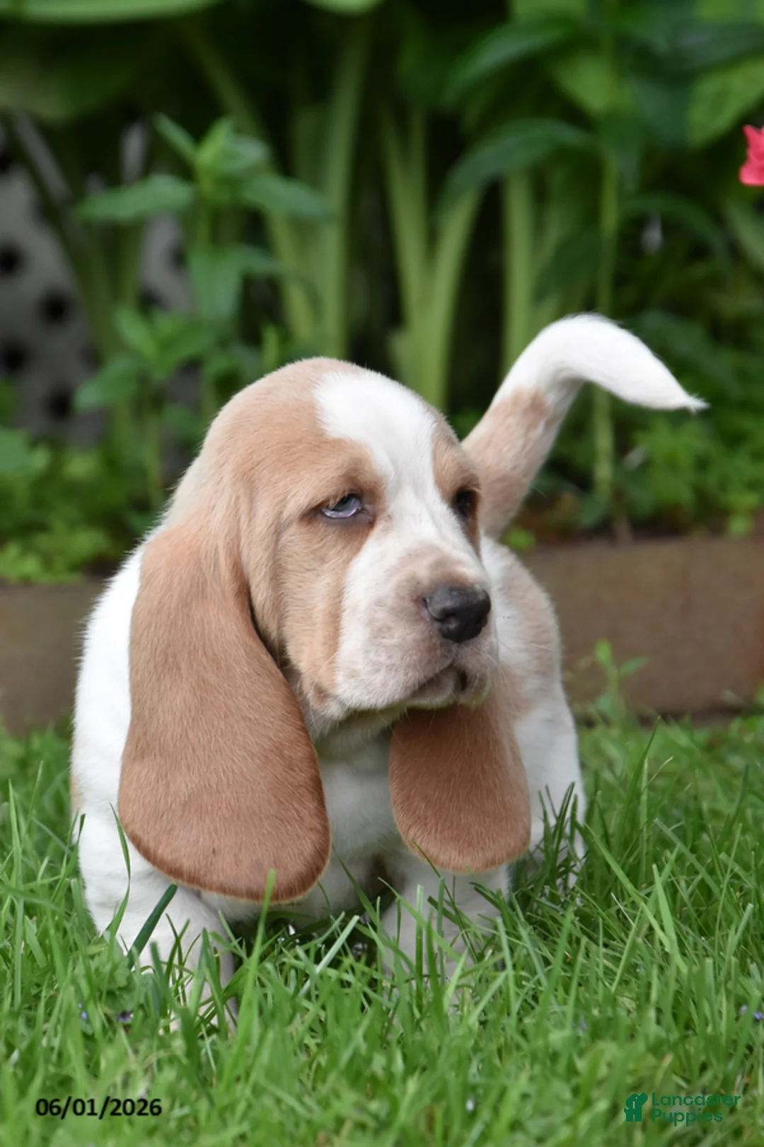 Basset Hound dogs for sale: Gunner - Ad 3