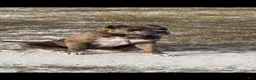 American Bully dogs for sale: American Bully 2 - Ad 4