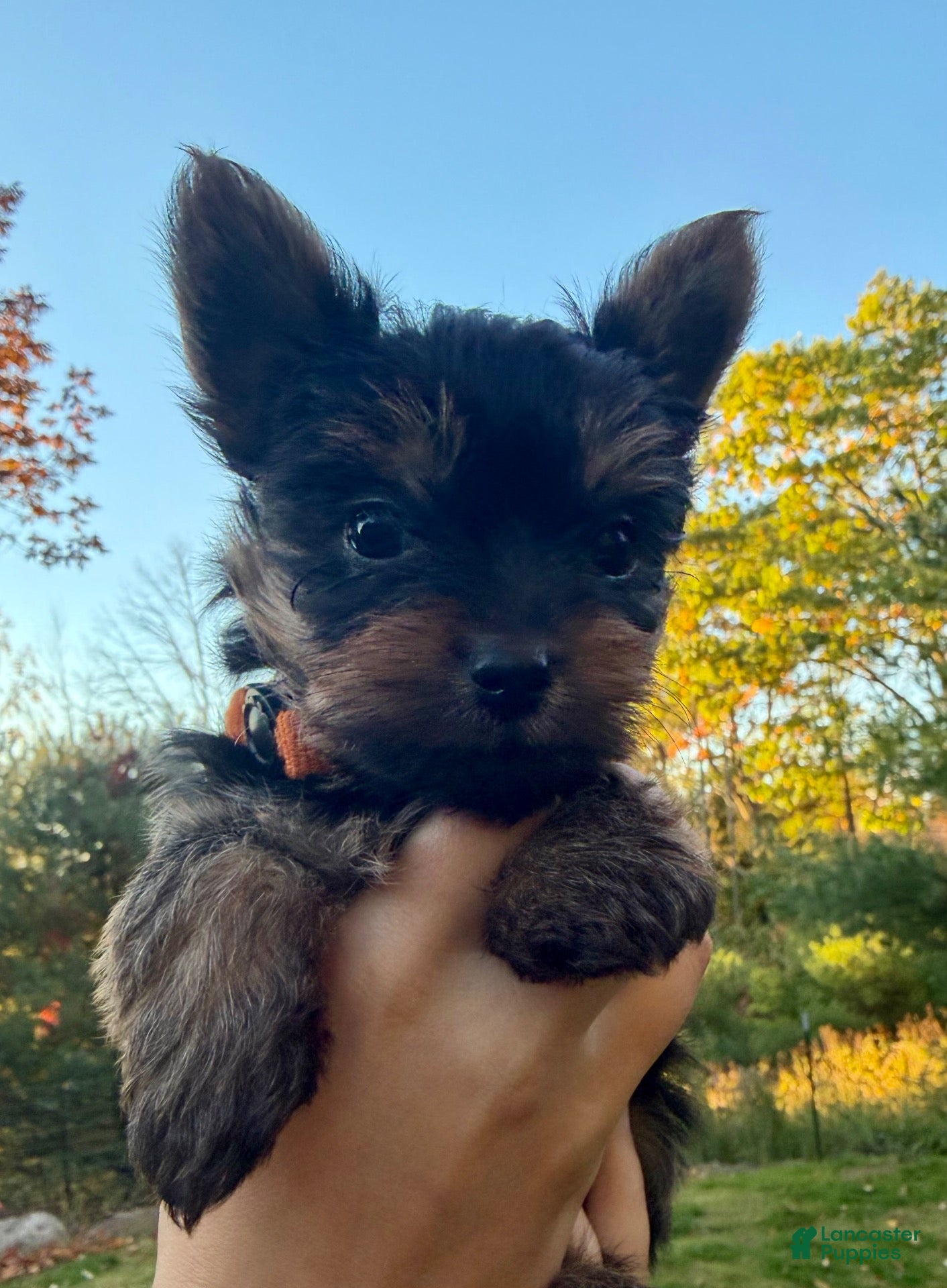 Yorkiepoo dogs for sale: Yorkiepoo 1 orange collar  - Ad 1
