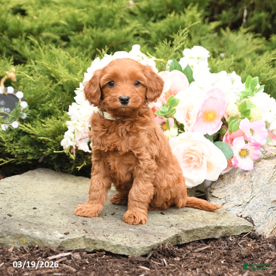 Mini Goldendoodle dogs Sparrow - Ad 1