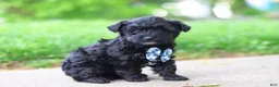 Yorkiepoo dogs for sale: Pat - Ad 3