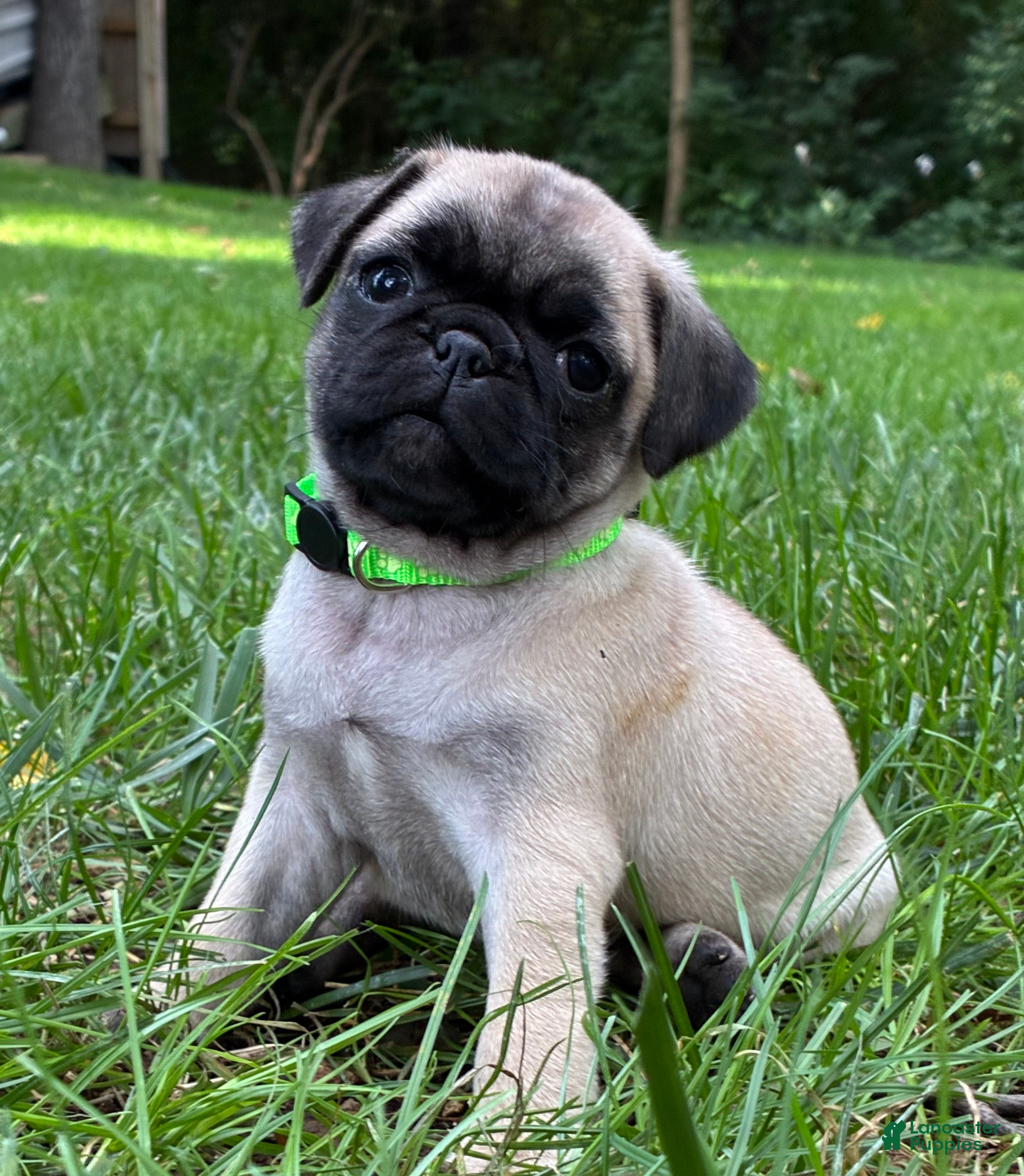 Pug dogs Harlo - Ad 1