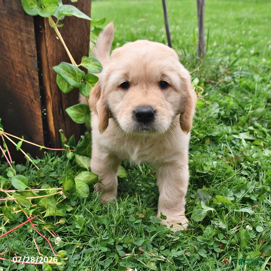 Golden Retriever dogs Zonnie - Ad 1