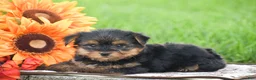 Yorkshire Terrier dogs for sale: Sparkie - Ad 3