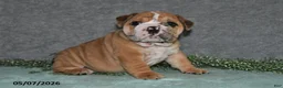 English Bulldog dogs for sale: Jenson - Ad 5