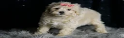 Maltipoo dogs for sale: Athena - Ad 3