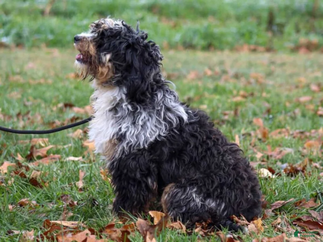 Mini Bernedoodle dogs for sale: Audrey - Ad 5