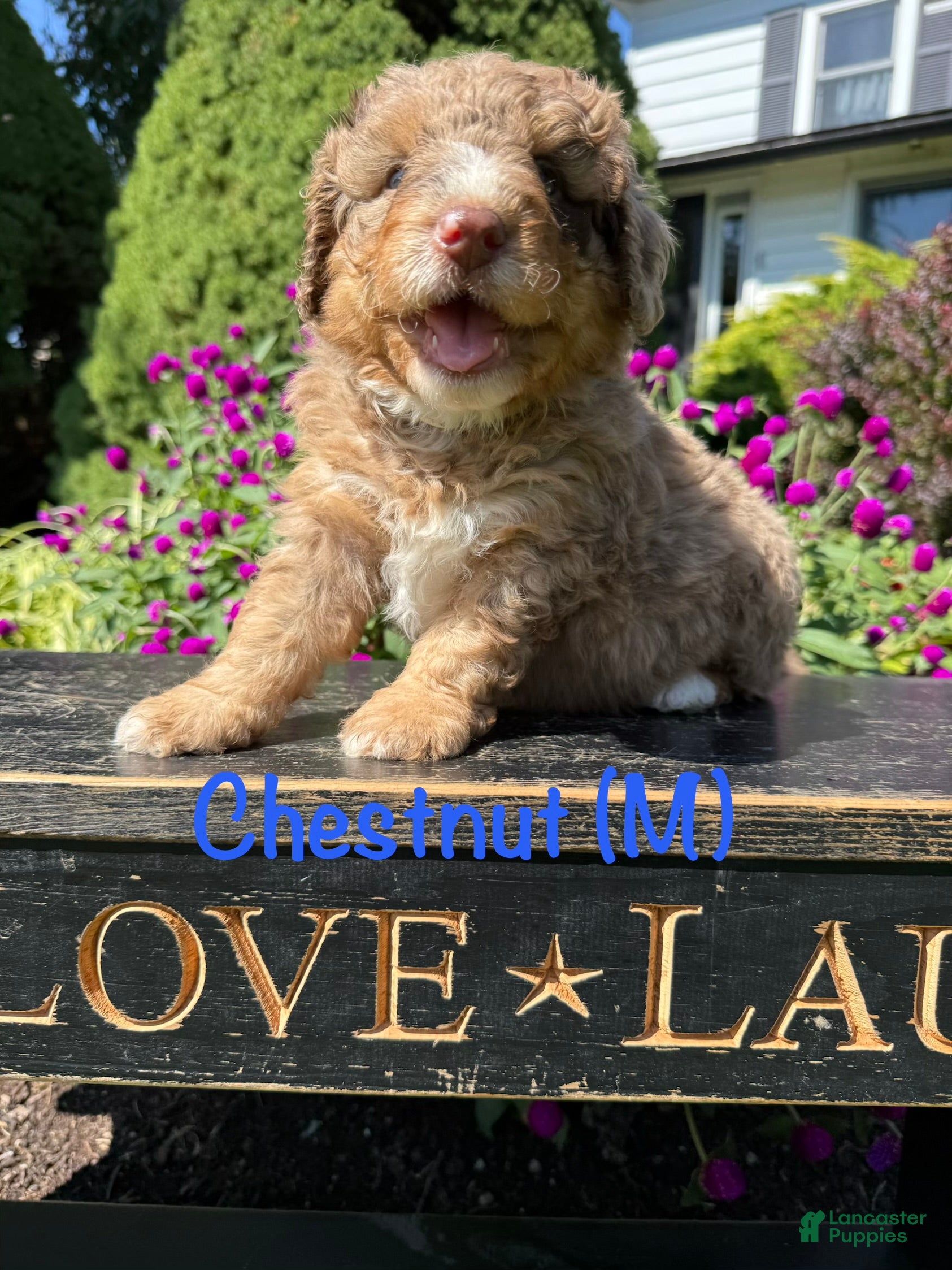 Bernedoodle dogs Chestnut - Ad 2