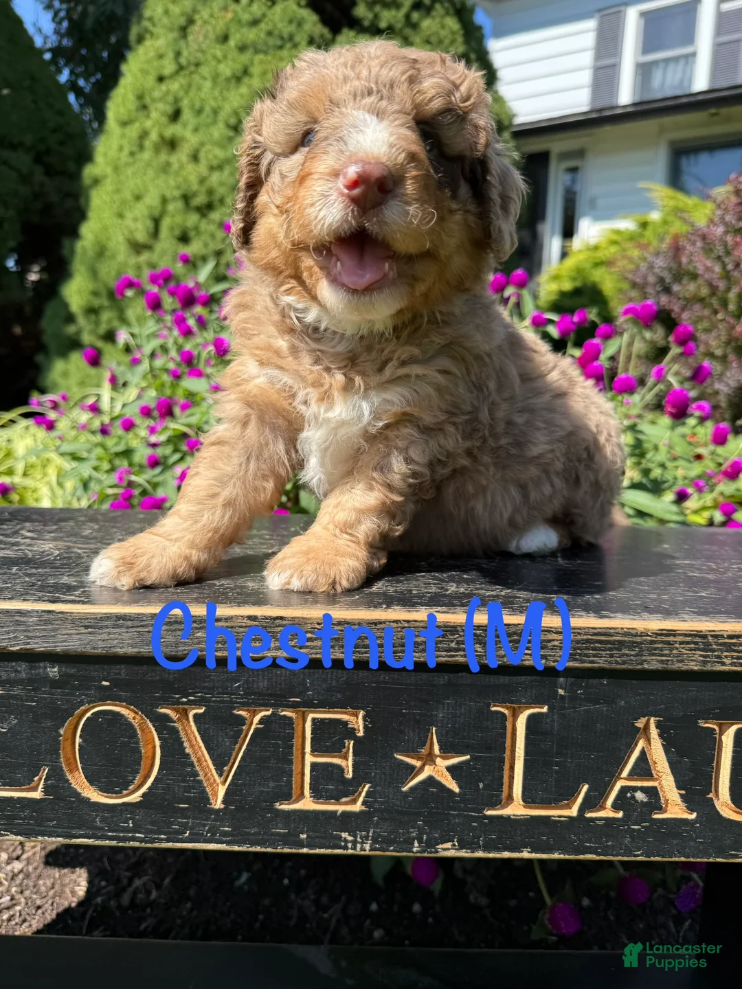 Bernedoodle dogs for sale: Chestnut - Ad 2
