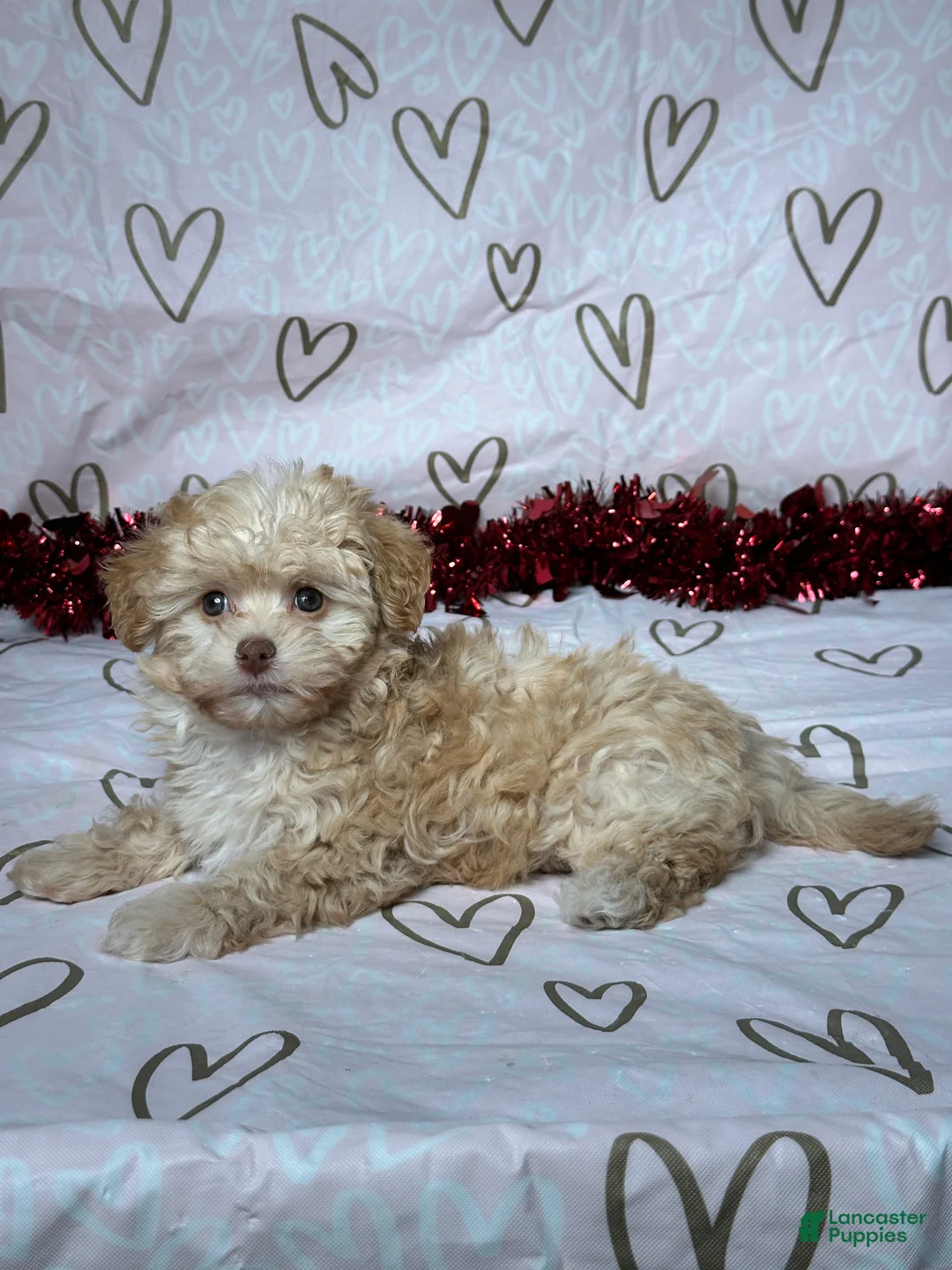 Havapoo dogs for sale: Ava - Ad 4