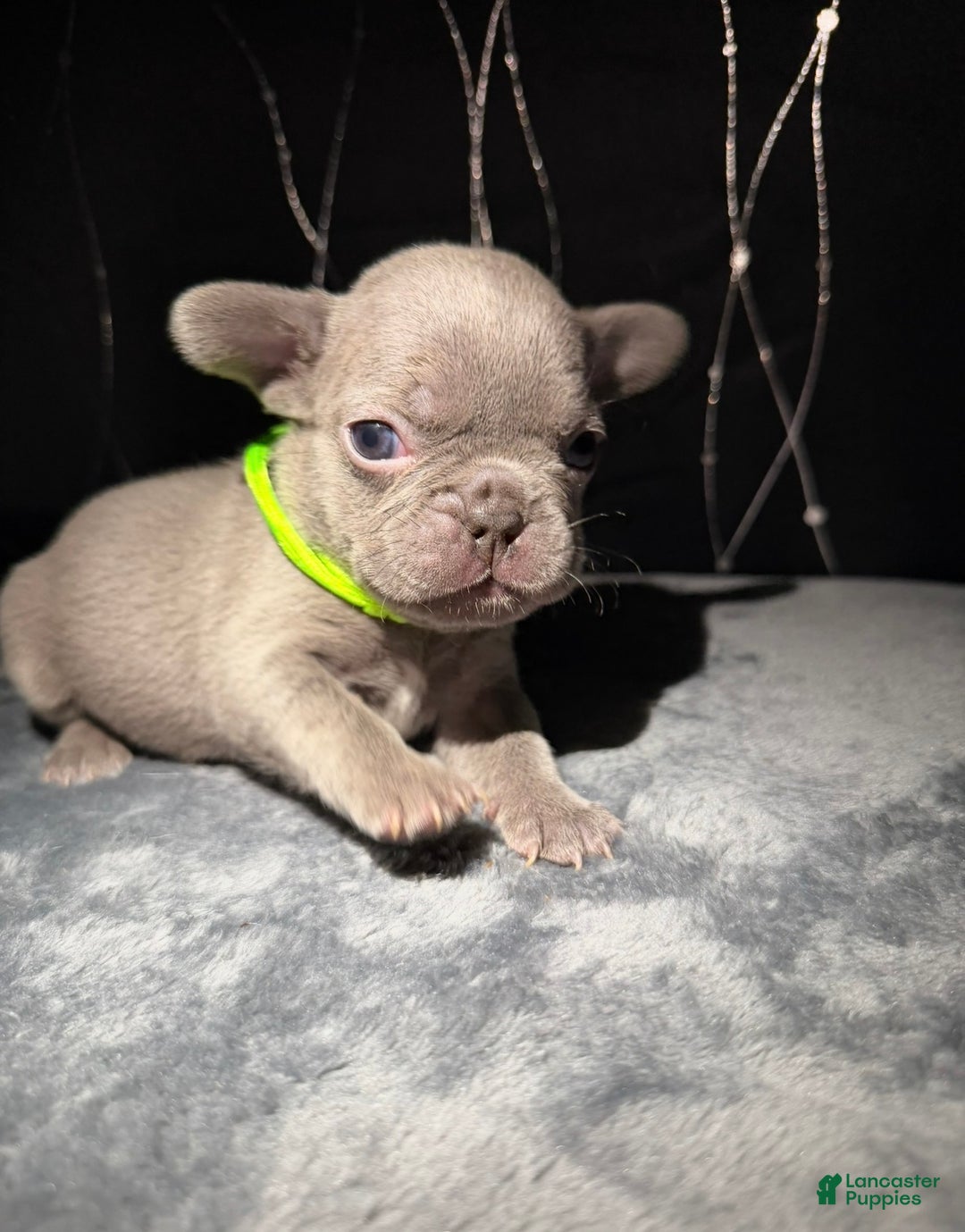 French Bulldog dogs for sale: HALO - Ad 2