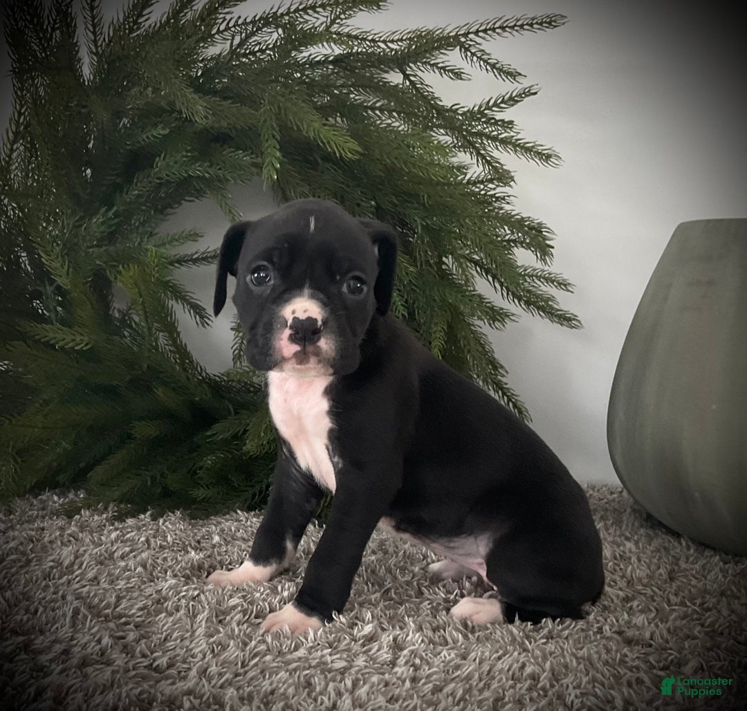 Boxer dogs for sale: Bella - Ad 6
