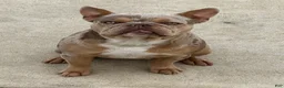 French Bulldog dogs for sale: French Bulldog 3 - Ad 10