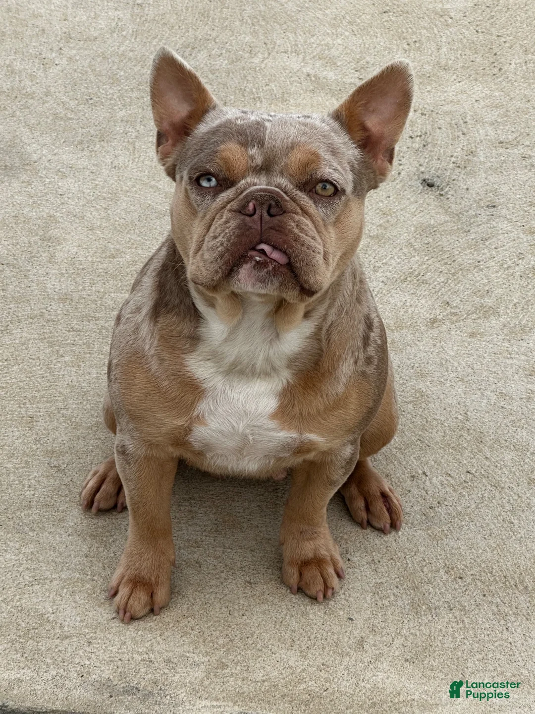 French Bulldog dogs for sale: French Bulldog 3 - Ad 10