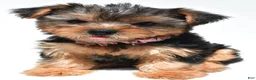 Yorkshire Terrier dogs for sale: Beth - Ad 7