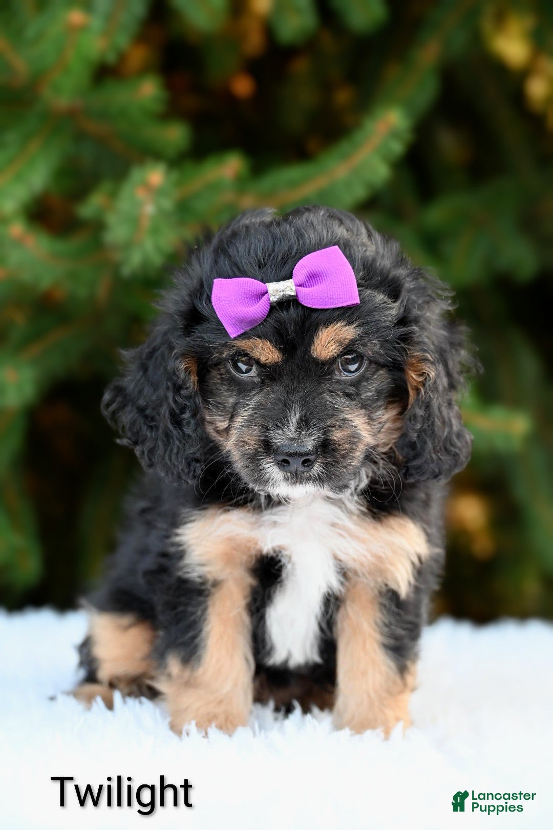 Cavapoo dogs Twilight - Ad 1