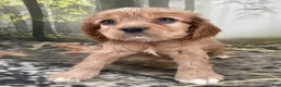 Cockalier dogs for sale: Cockalier 3 - Ad 1