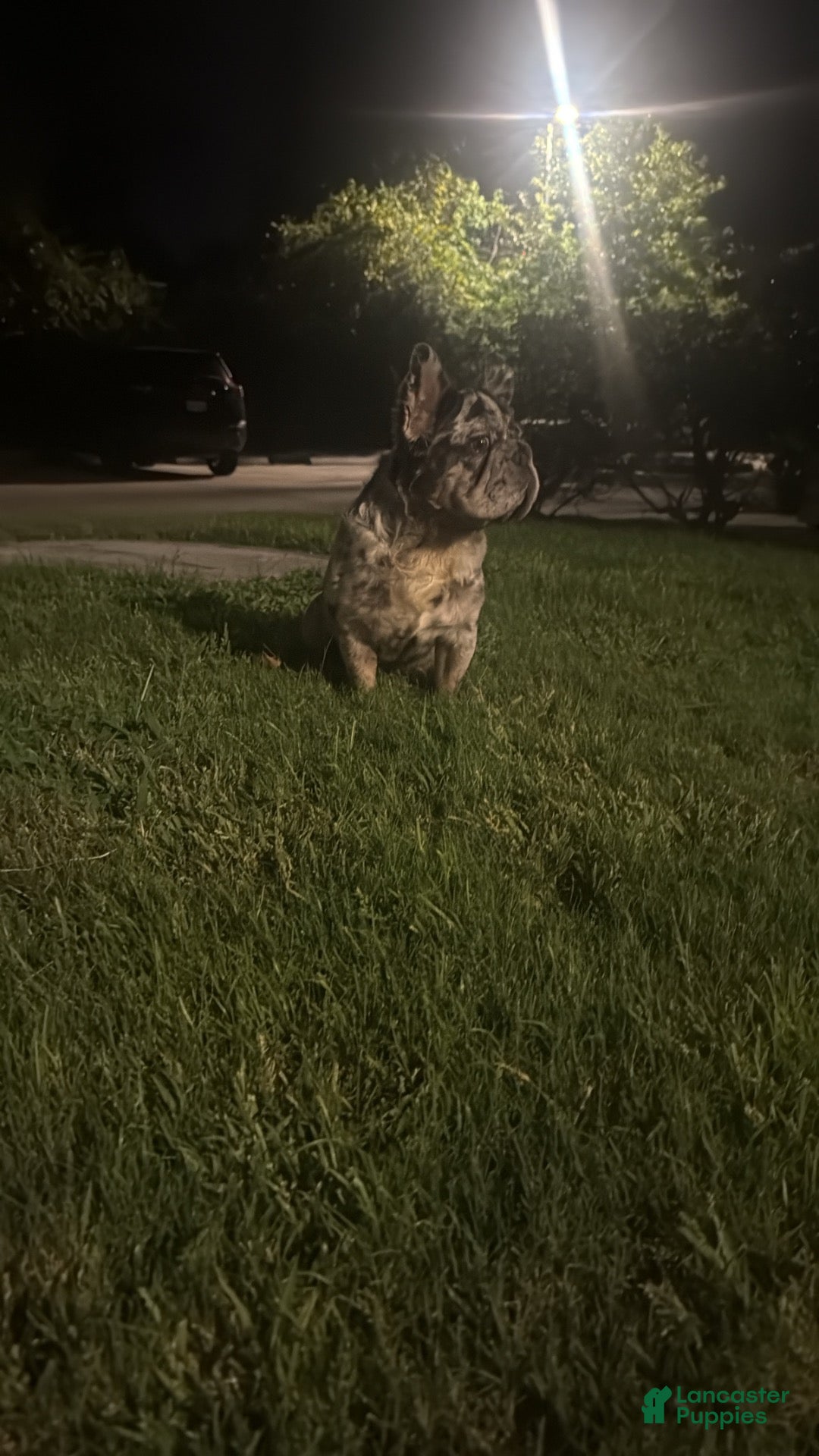 French Bulldog dogs French Bulldog 1 - Ad 2