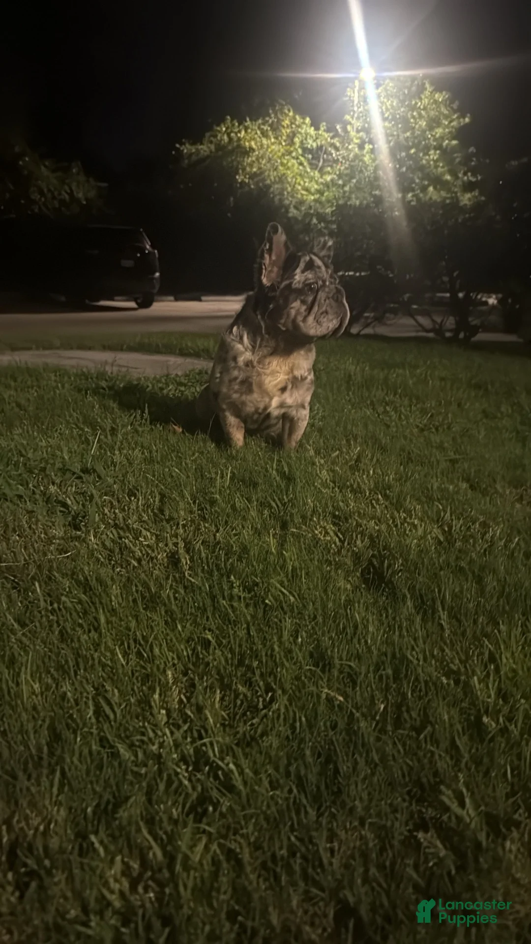 French Bulldog dogs for sale: French Bulldog 1 - Ad 2