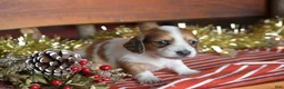 Dachshund dogs for sale: Holly - Ad 4