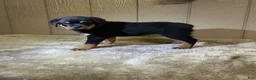 Rottweiler dogs for sale: Rottweiler 4 - Ad 14