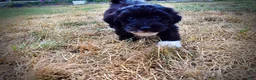 Havapoo dogs for sale: Kudos - Ad 14