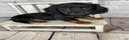 Miniature Dachshund dogs for sale: Bo - Ad 6