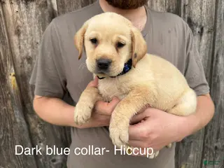 Labrador Retriever dogs Hiccup- Dark blue collar - Ad 23