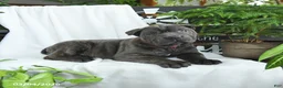 Cane Corso dogs for sale: Raven - Ad 5