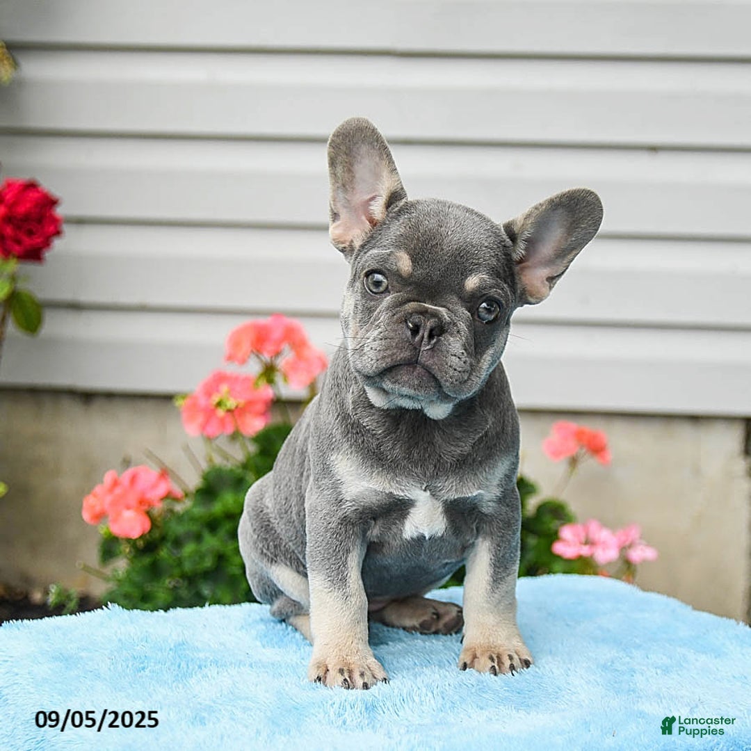South Africa French Bullies For Sale French Bulldog Puppies For