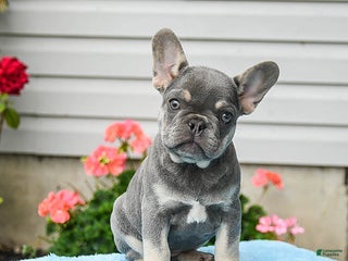 French Bulldog dogs - Ad 26