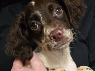 English Springer Spaniel dogs Daisy - Ad 18