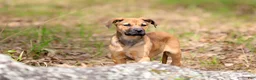 Mixed Breed dogs for sale: Falcon - European Doberdane - Ad 3
