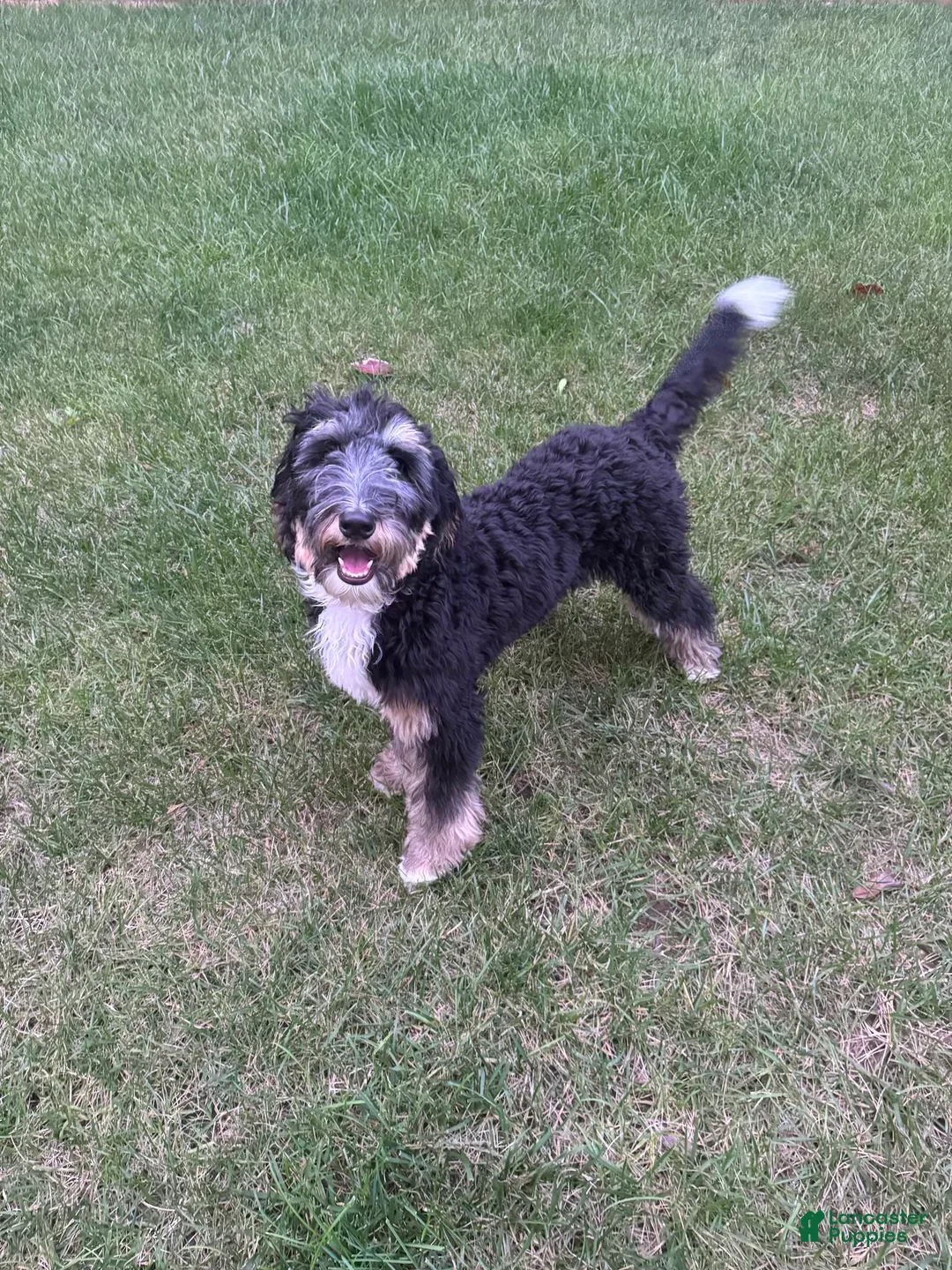 Gallery Image {{count}}