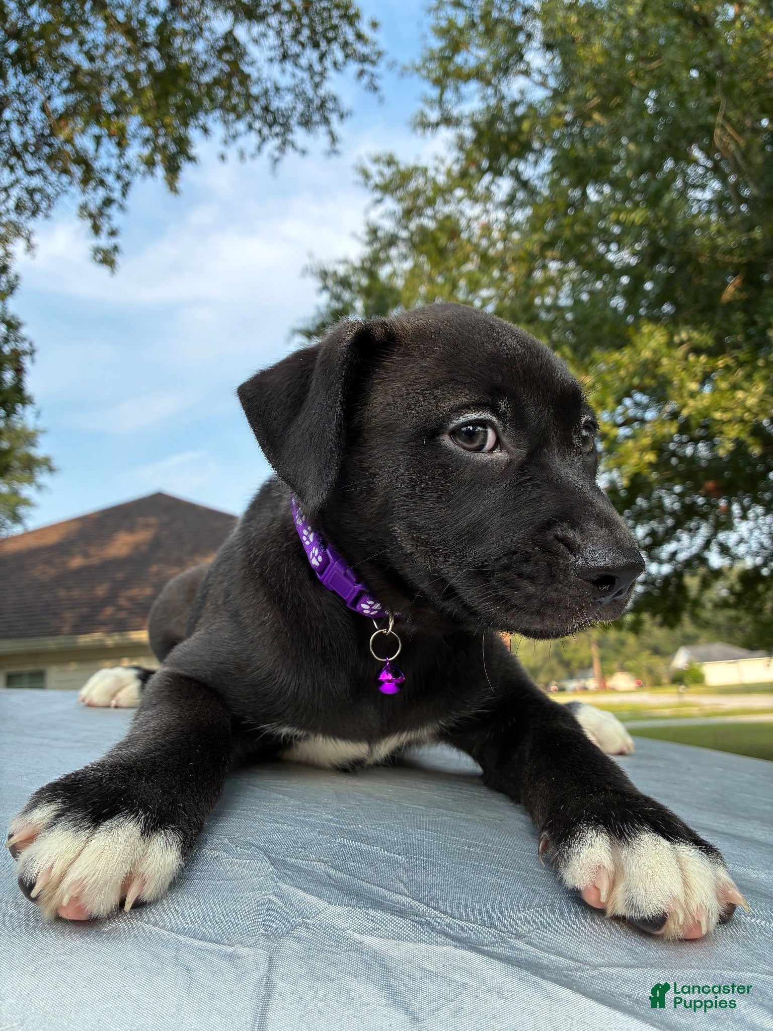 Pitsky dogs Sissy - Ad 9