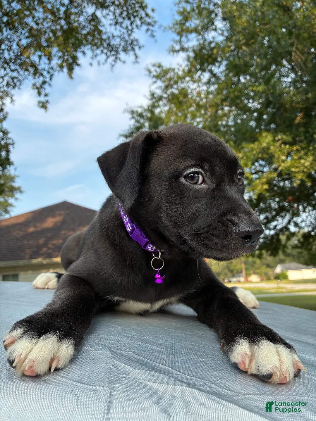 Pitsky dogs for sale: Sissy - Ad 1