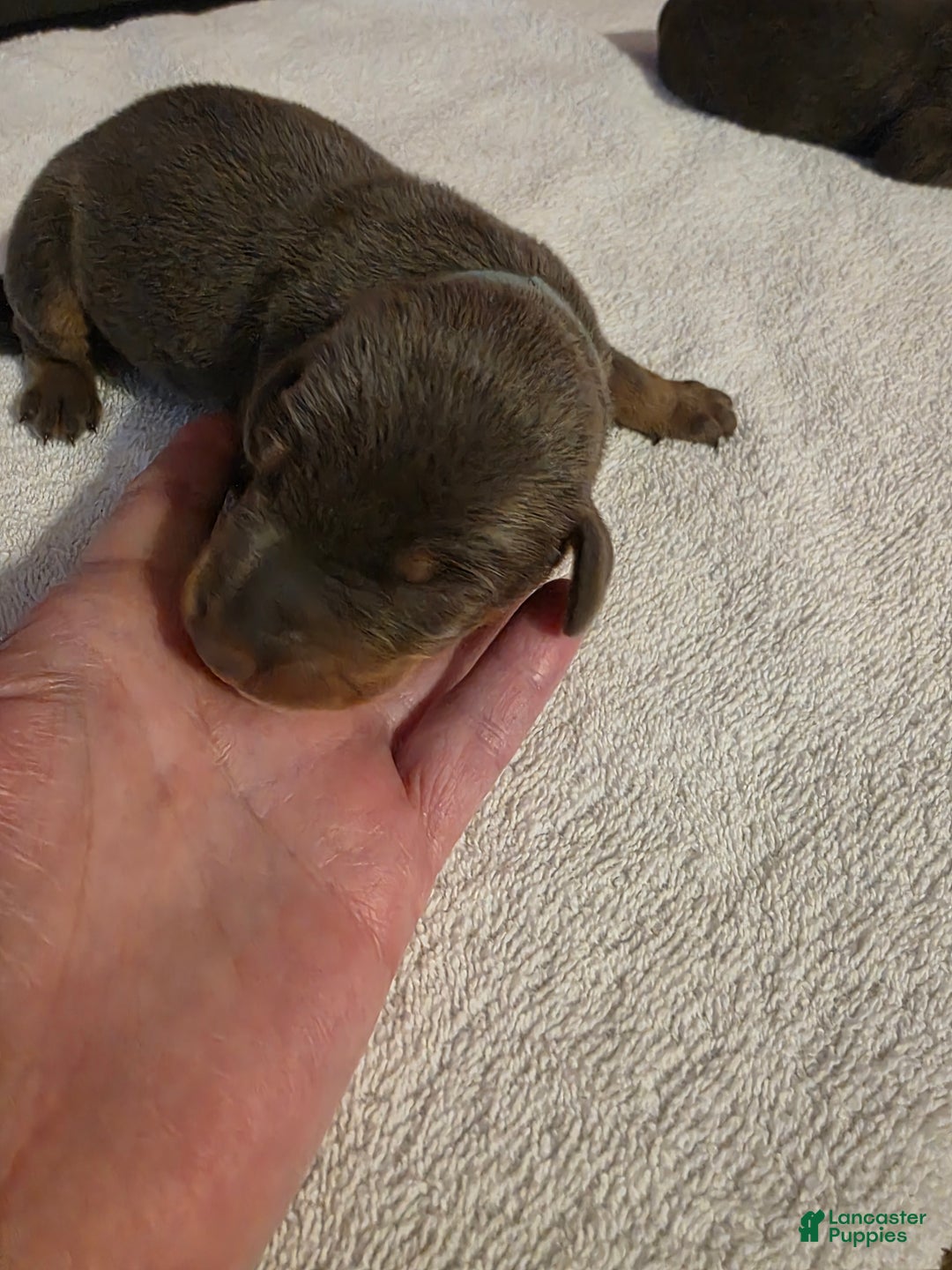 Doberman Pinscher dogs for sale: Doberman Pinscher Puppy 1 - Ad 1