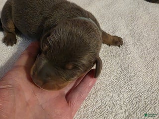 Doberman Pinscher dogs Doberman Pinscher Puppy 1 - Ad 37