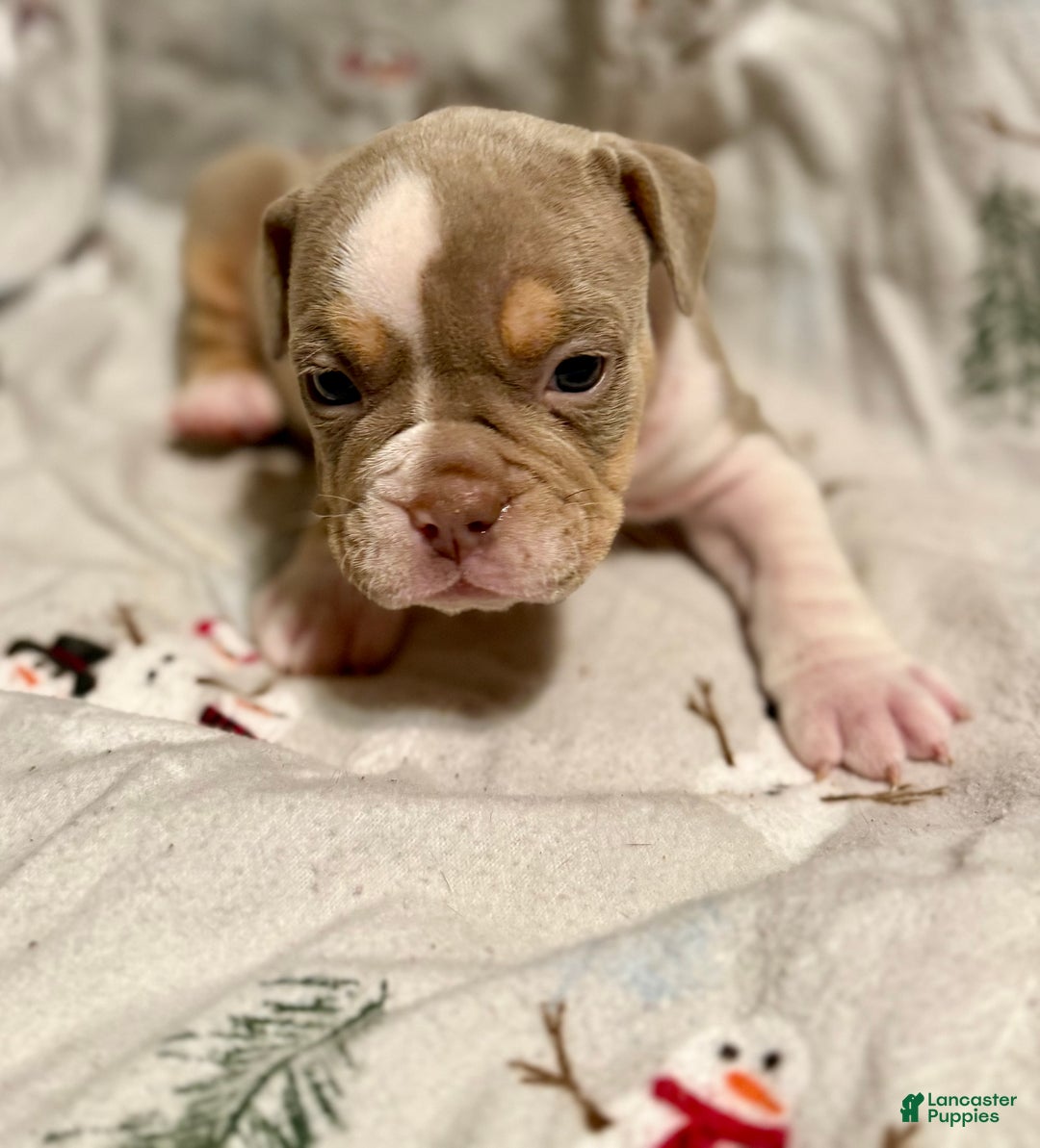 Olde English Bulldogge dogs for sale: Spencer - Ad 3