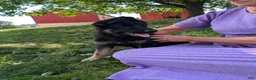 German Shepherd dogs for sale: Dani - Ad 13