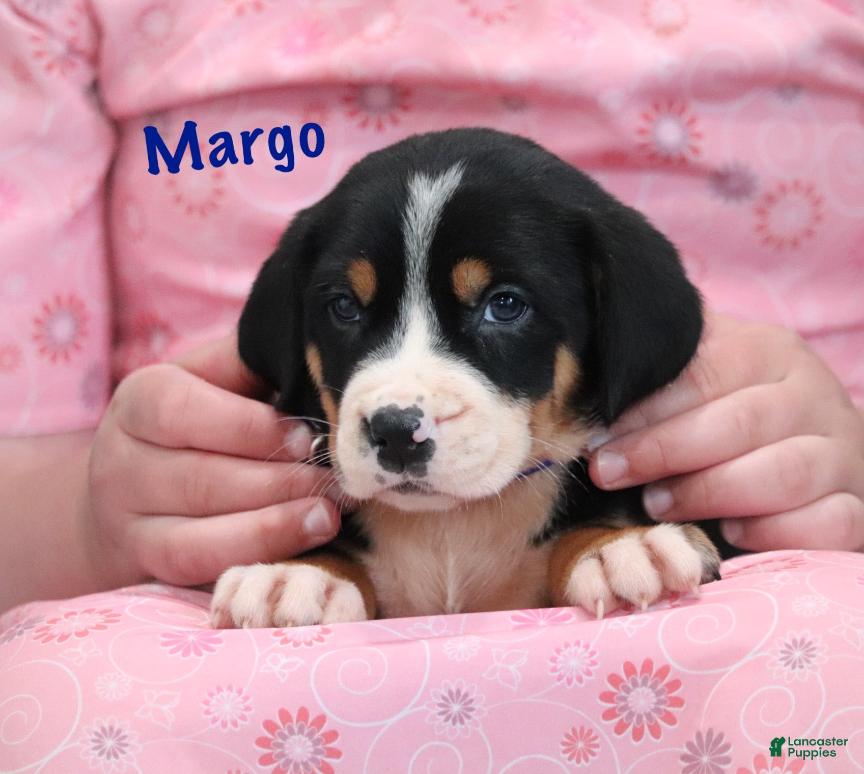 Greater Swiss Mountain Dog dogs Greater Swiss Mountain Dog Puppy 2 - Ad 2