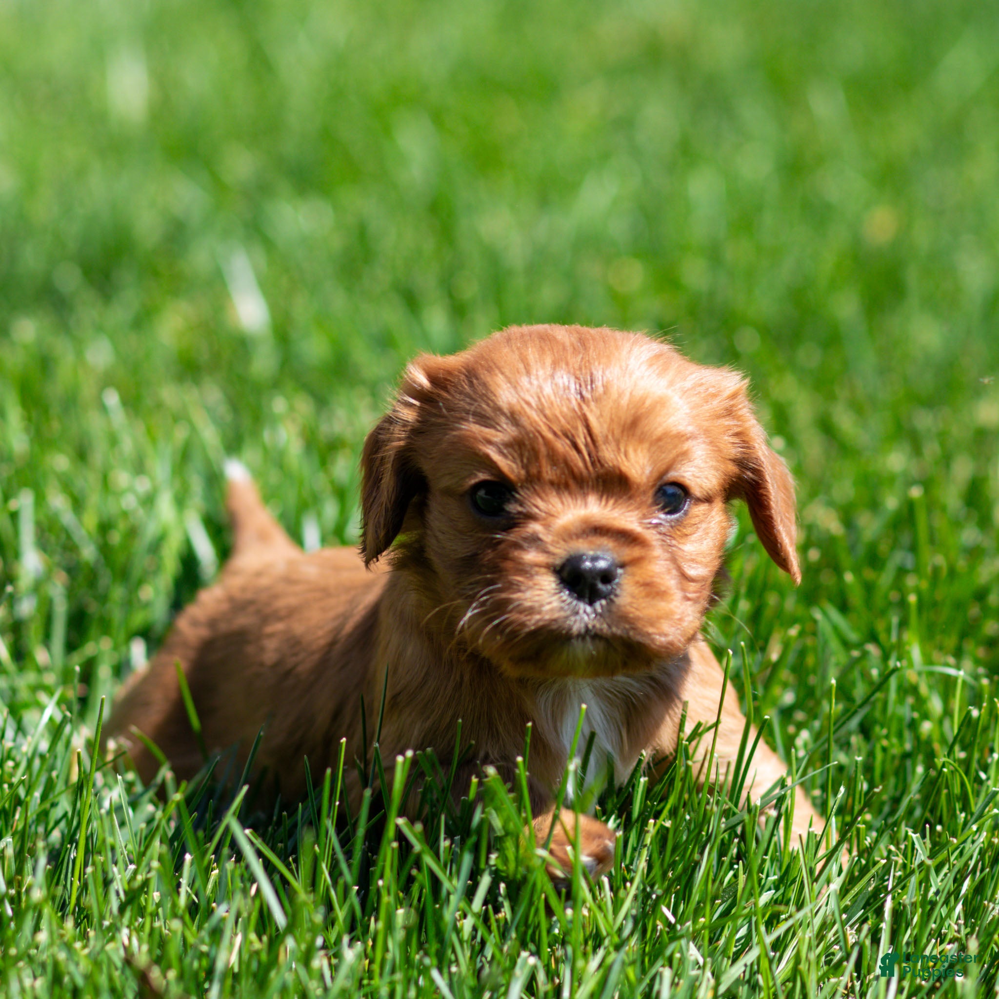 Cavalier King Charles Spaniel dogs Pearl Cavalier King Charles Spaniel Puppy  - Ad 1